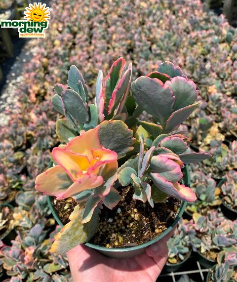 Kalanchoe Assorted - View 4 from www redcrocus com