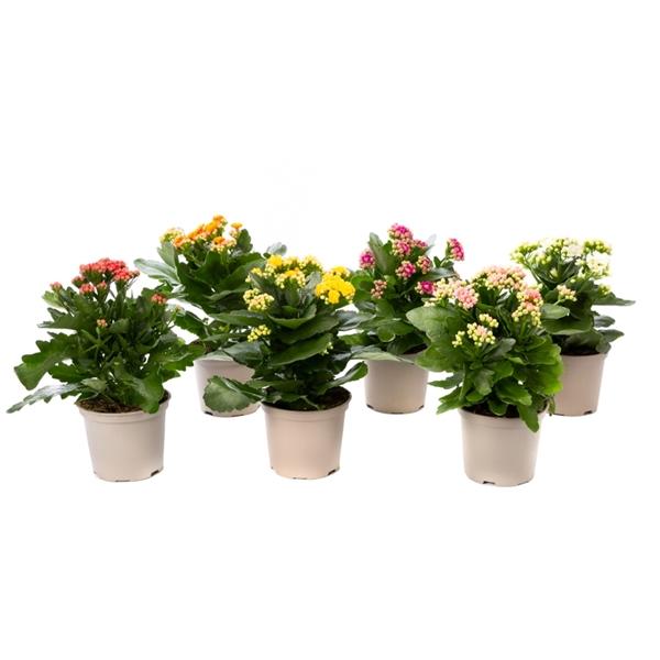 Kalanchoe Assorted - View 7 from www redcrocus com
