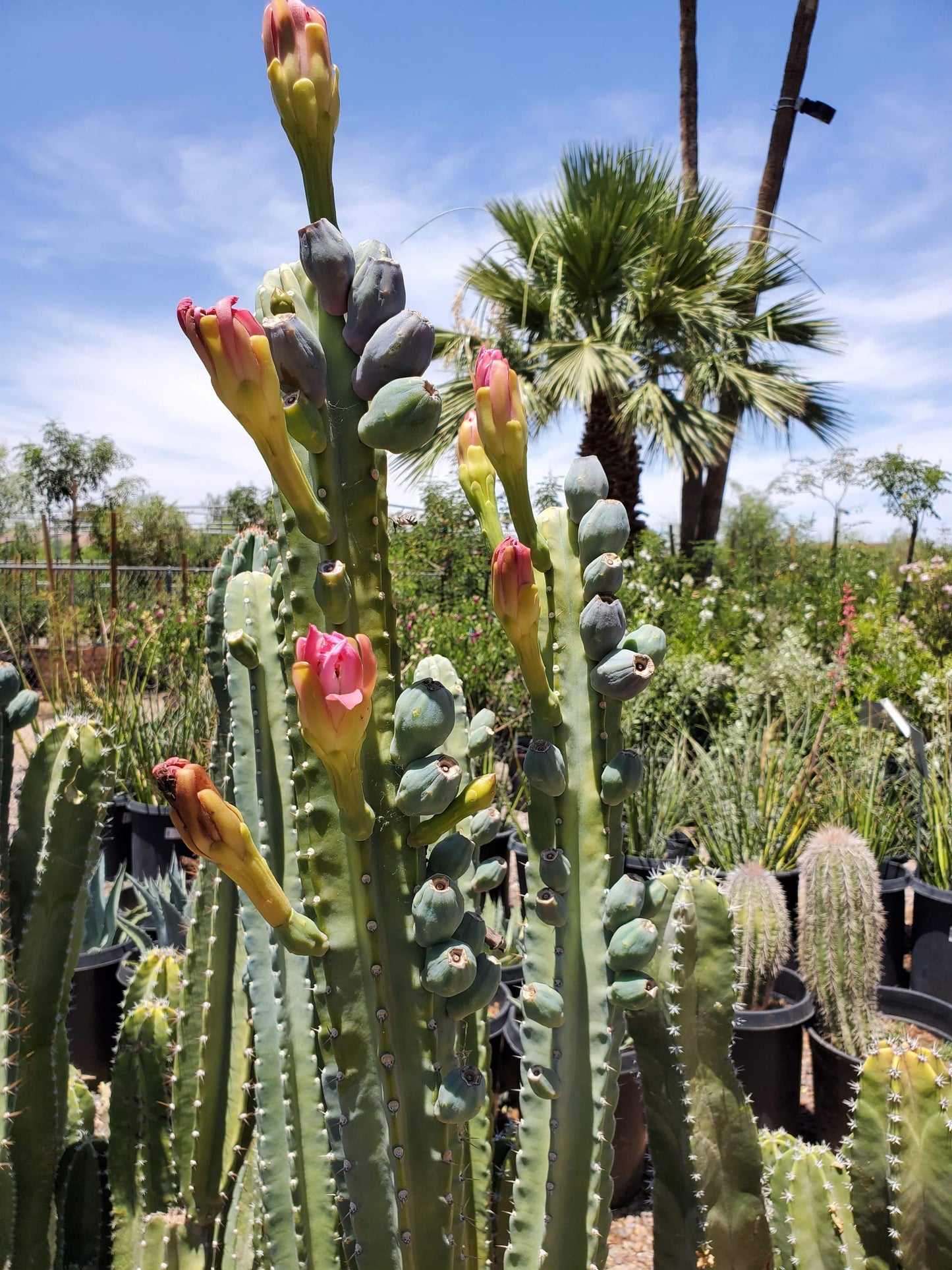 Cacti, Cereus Peruvianus - View 11 from www redcrocus com