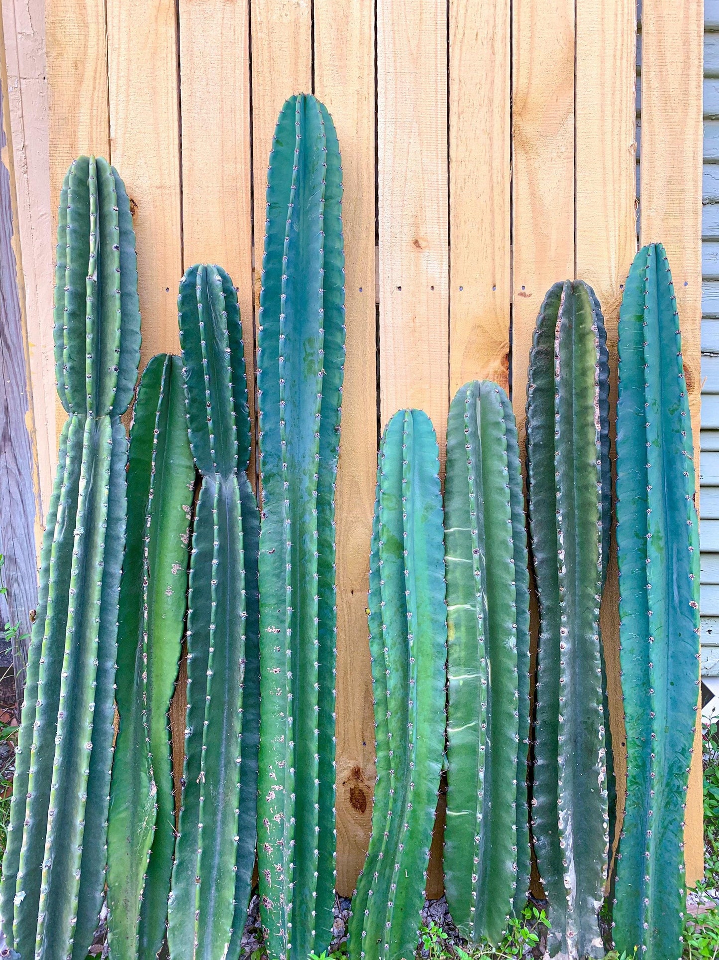 Cacti, Cereus Peruvianus - View 12 from www redcrocus com