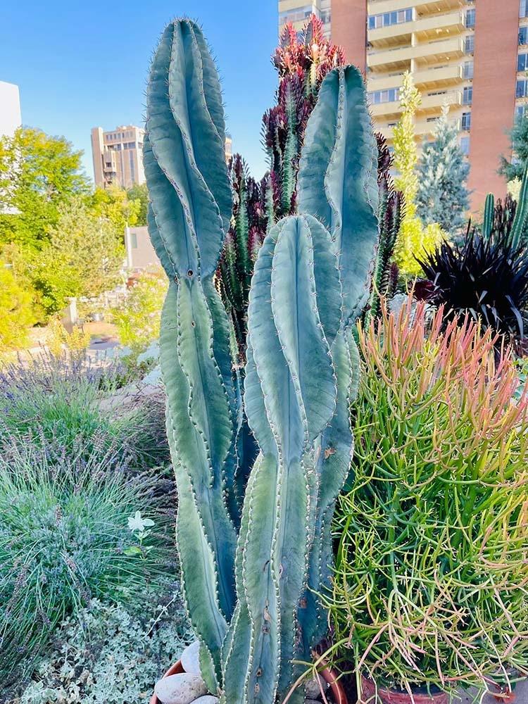 Cacti, Cereus Peruvianus - View 13 from www redcrocus com