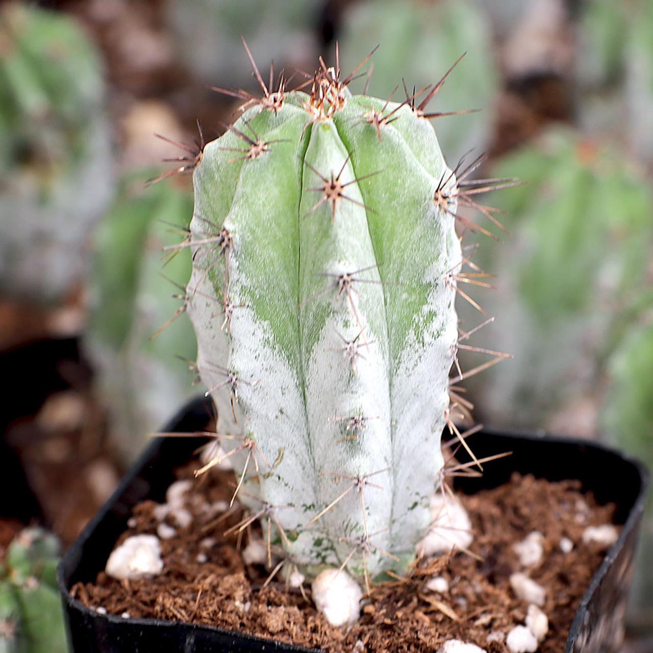 Cacti, Cereus Peruvianus - View 14 from www redcrocus com