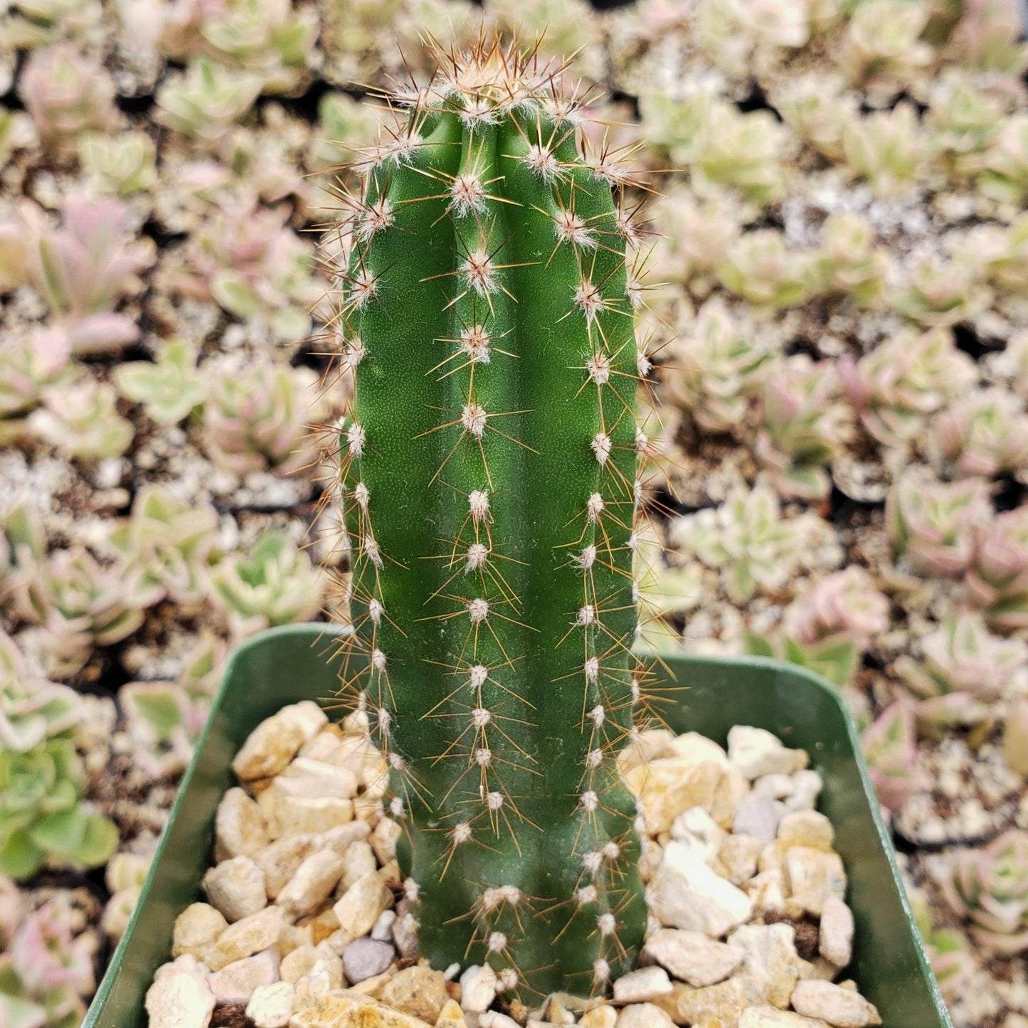 Cacti, Cereus Peruvianus - View 17 from www redcrocus com