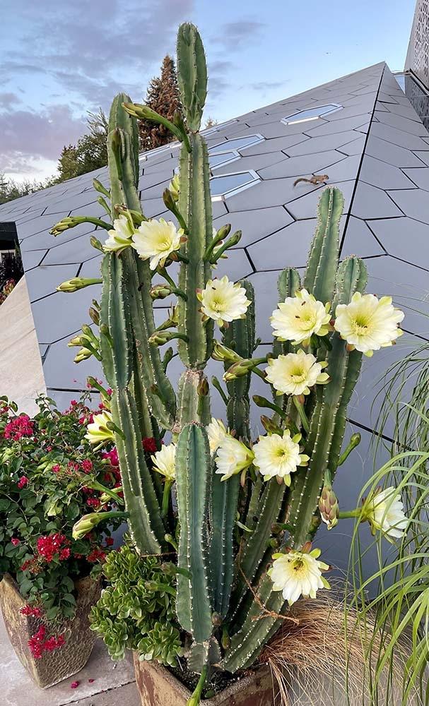 Cacti, Cereus Peruvianus - View 2 from www redcrocus com
