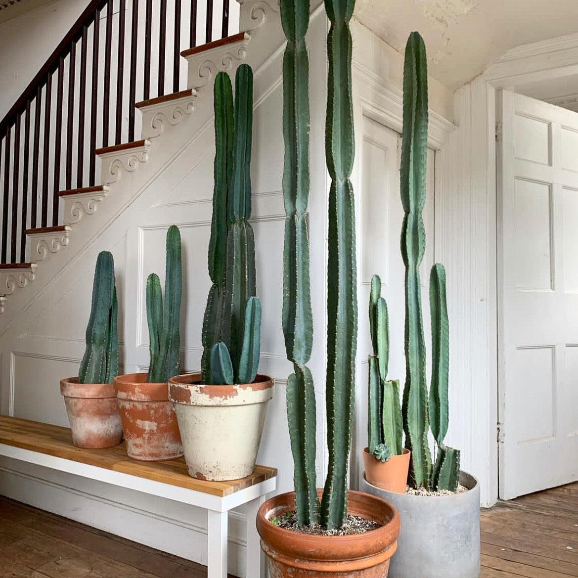 Cacti, Cereus Peruvianus - View 3 from www redcrocus com