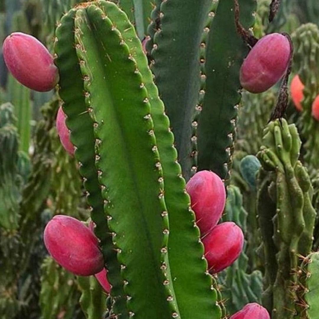 Cacti, Cereus Peruvianus - View 4 from www redcrocus com