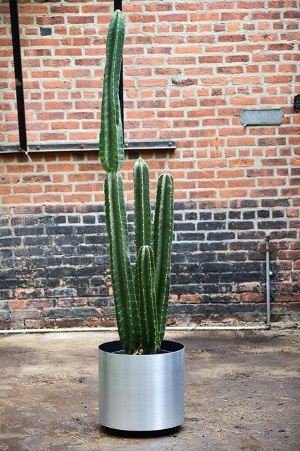 Cacti, Cereus Peruvianus - View 6 from www redcrocus com