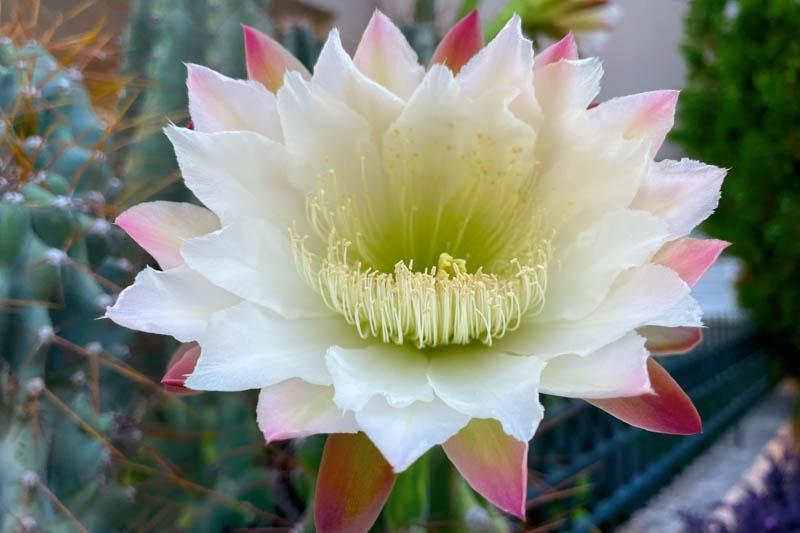 Cacti, Cereus Peruvianus - View 7 from www redcrocus com