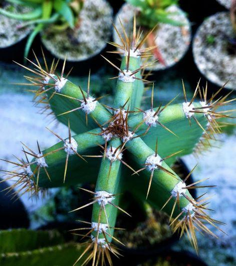 Cacti, Cereus Peruvianus - View 9 from www redcrocus com