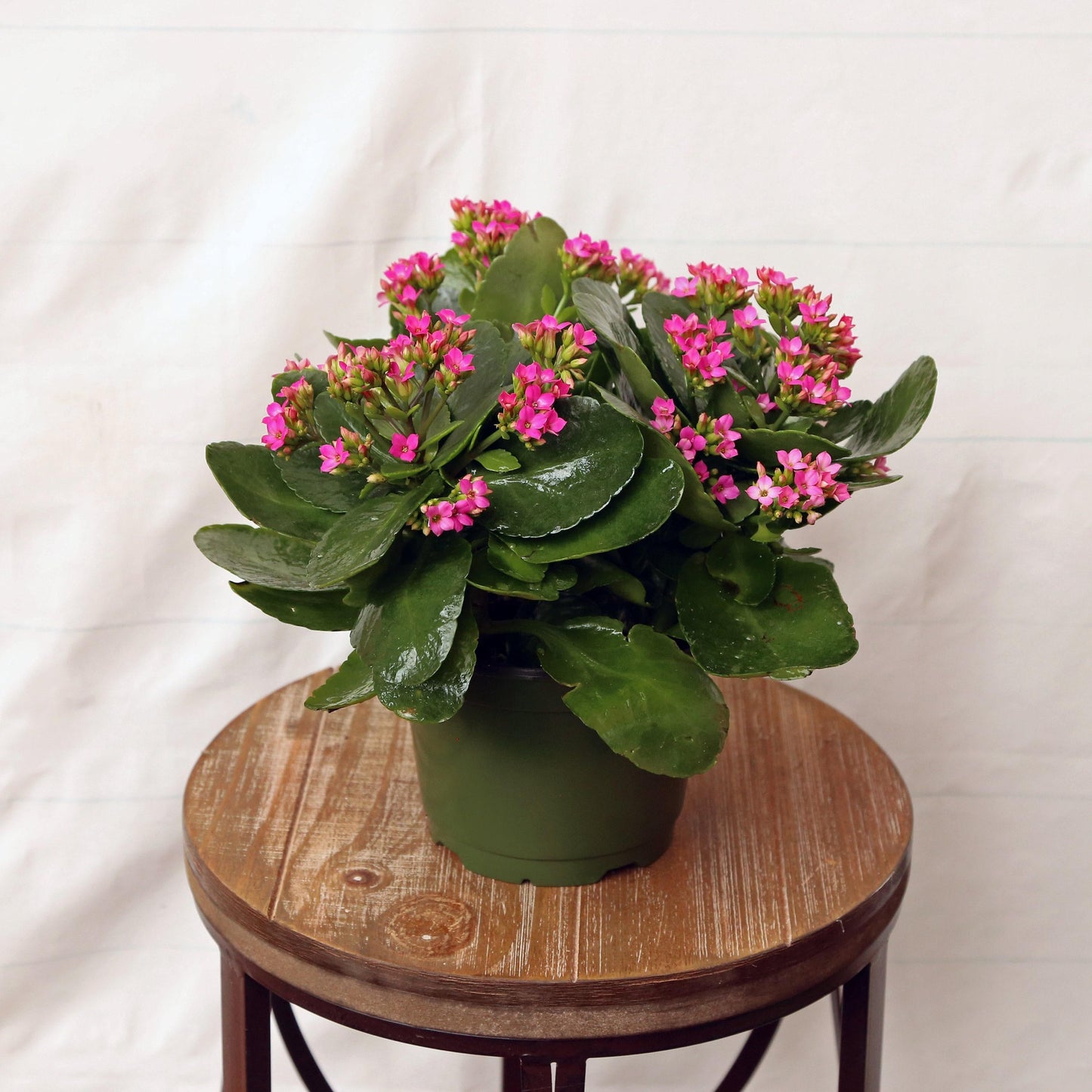 Kalanchoe Blooming Assorted - View 3 from www redcrocus com
