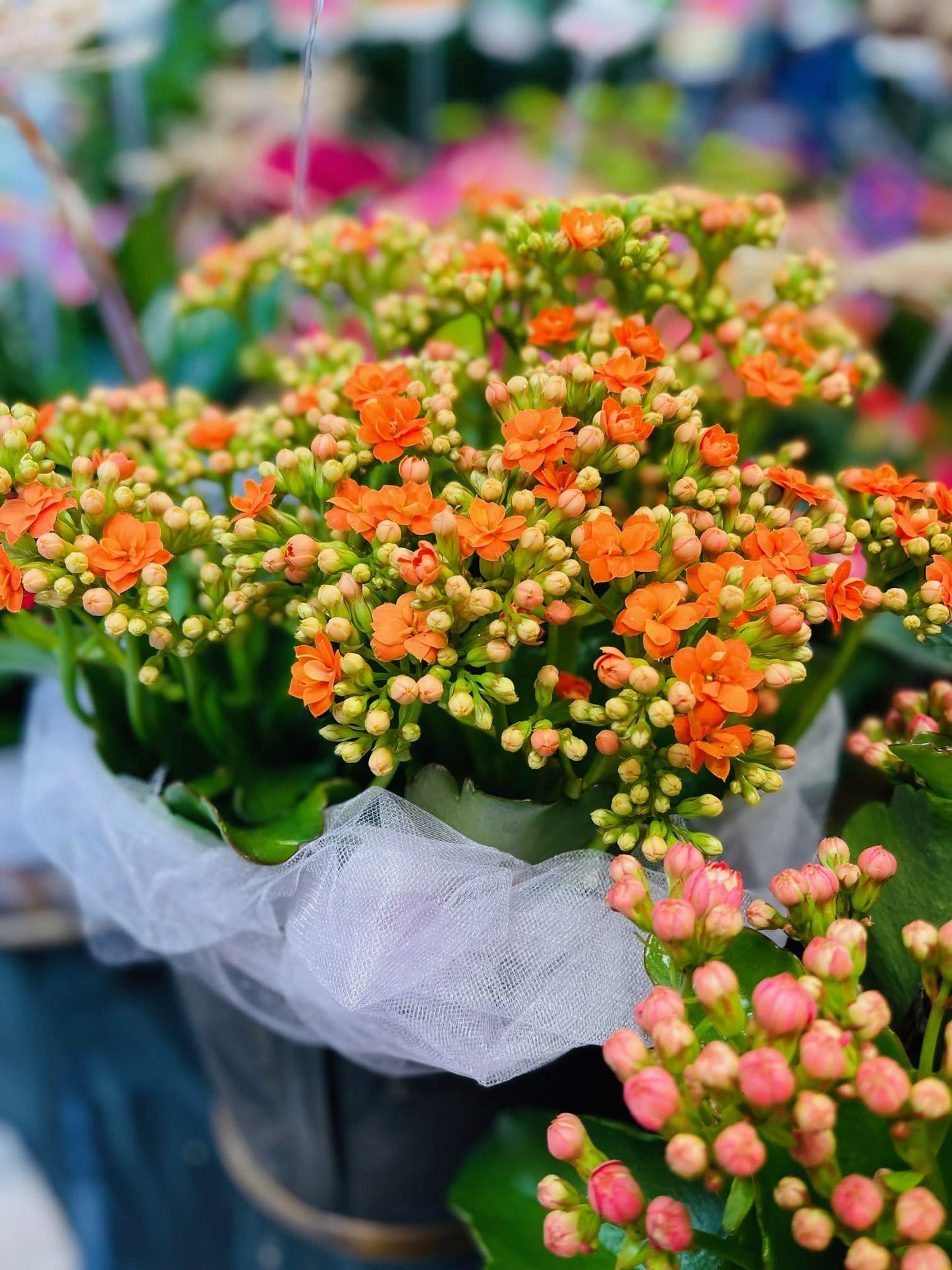 Kalanchoe Blooming Assorted - View 6 from www redcrocus com