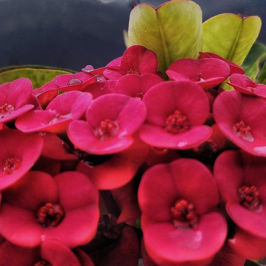 Euphorbia Milii - View 8 from www redcrocus com