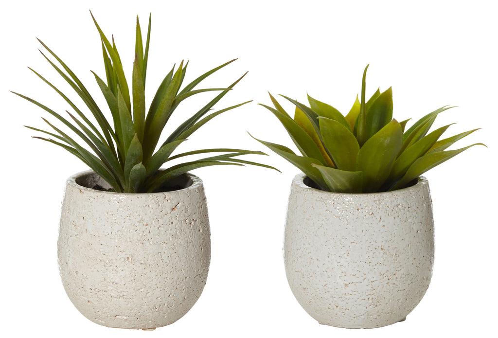 Agave Assorted - View 12 from www redcrocus com