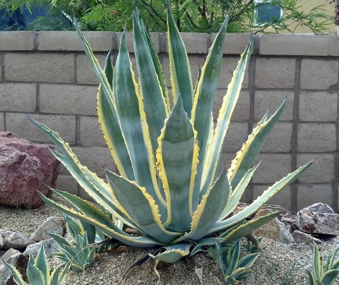 Agave Assorted - View 13 from www redcrocus com