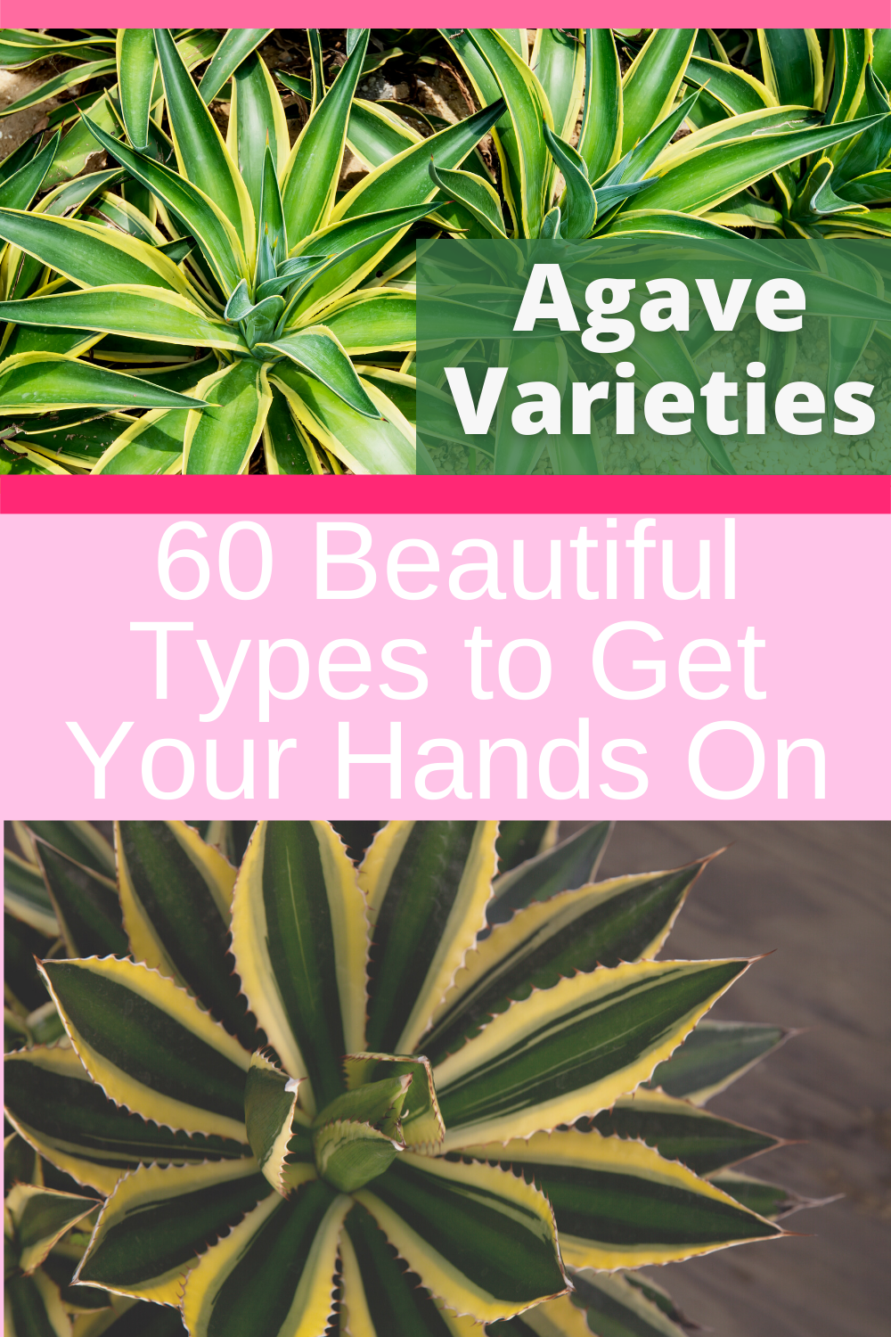 Agave Assorted - View 15 from www redcrocus com