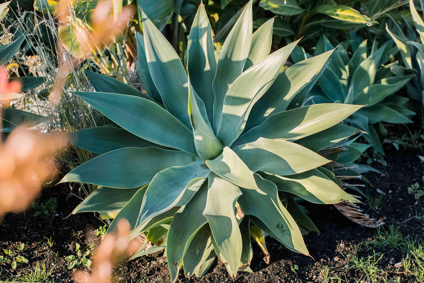 Agave Assorted - View 17 from www redcrocus com
