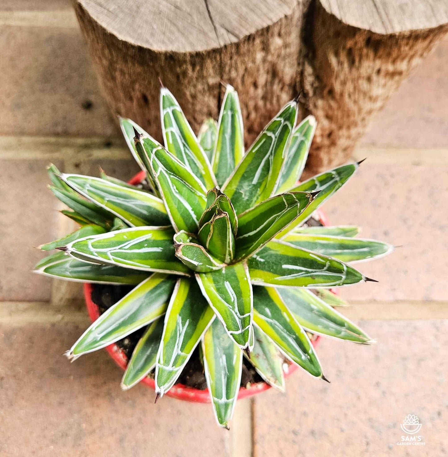 Agave Assorted - View 3 from www redcrocus com