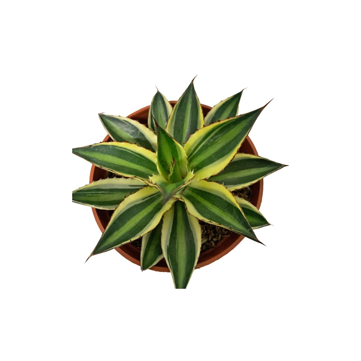 Agave Assorted - View 7 from www redcrocus com