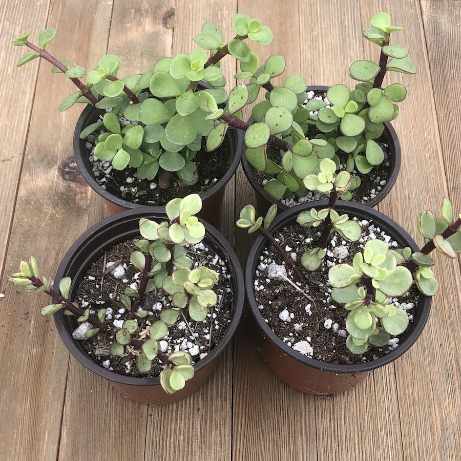 Portulacaria Assorted Variegated - View 11 from www redcrocus com
