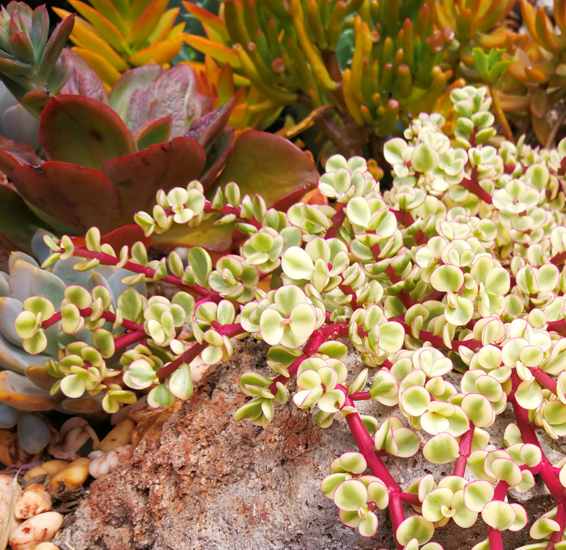 Portulacaria Assorted Variegated - View 12 from www redcrocus com
