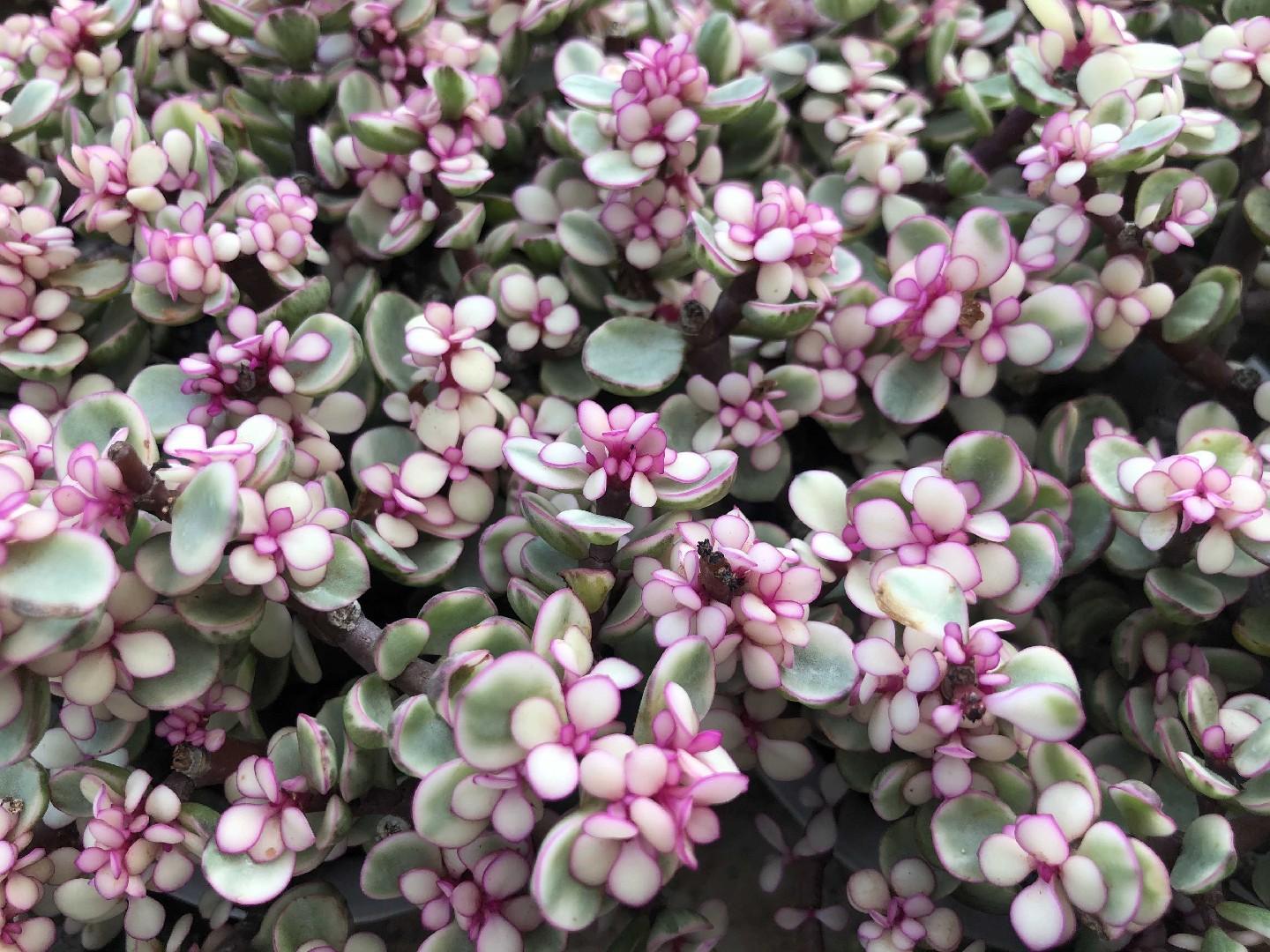 Portulacaria Assorted Variegated - View 12 from www redcrocus com
