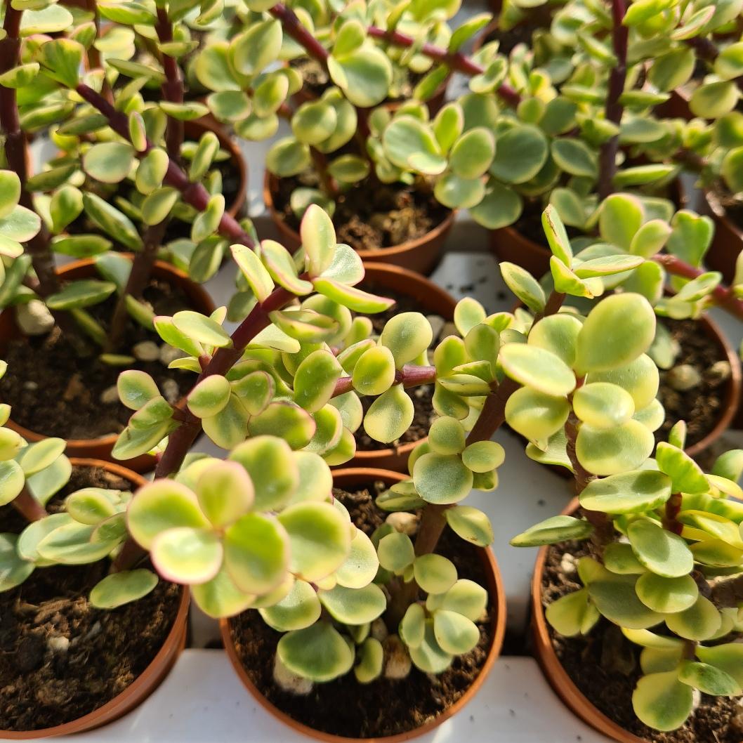 Portulacaria Assorted Variegated - View 13 from www redcrocus com