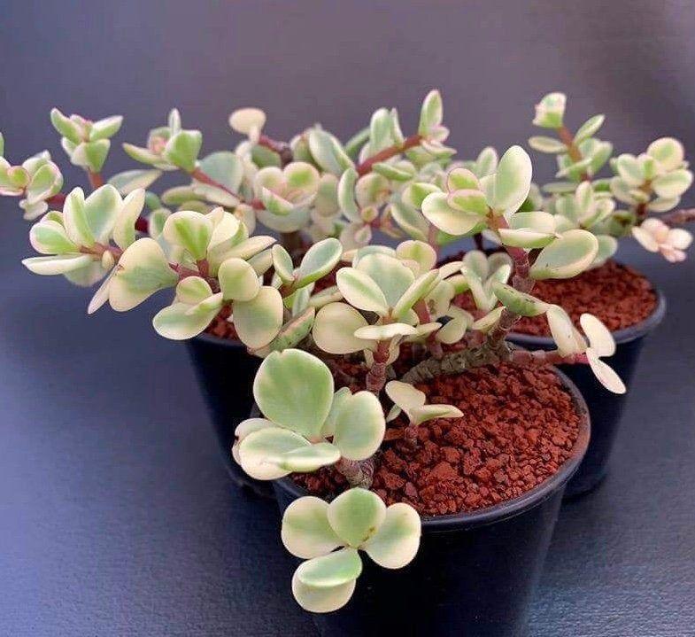 Portulacaria Assorted Variegated - View 14 from www redcrocus com