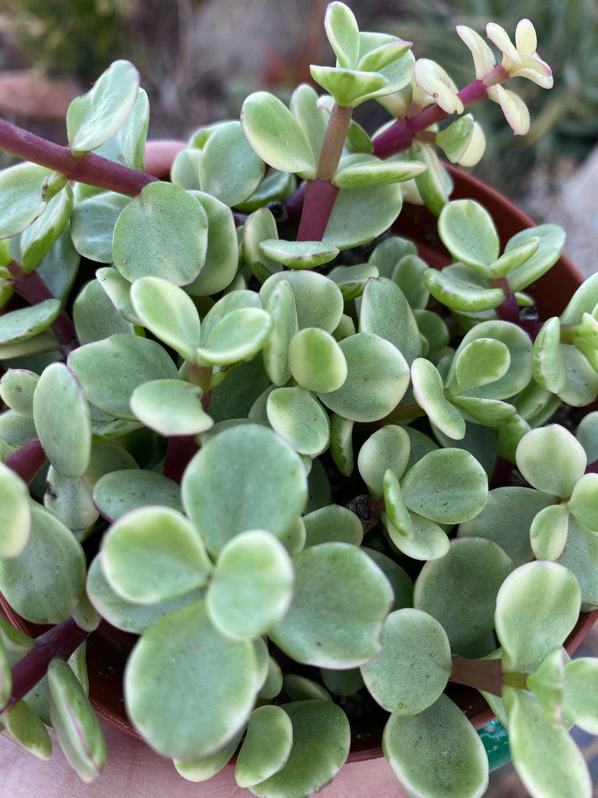 Portulacaria Assorted Variegated - View 15 from www redcrocus com