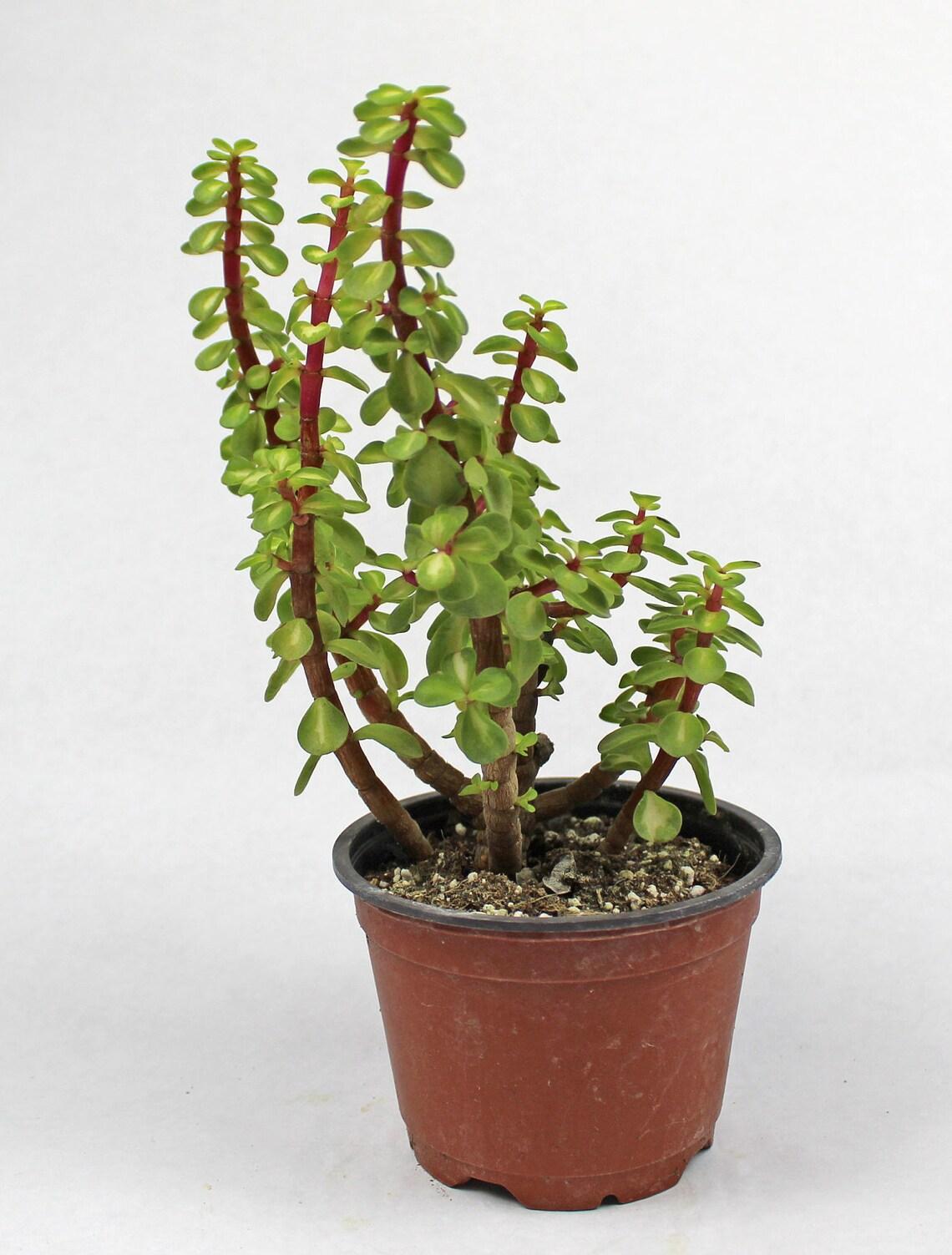 Portulacaria Assorted Variegated - View 16 from www redcrocus com
