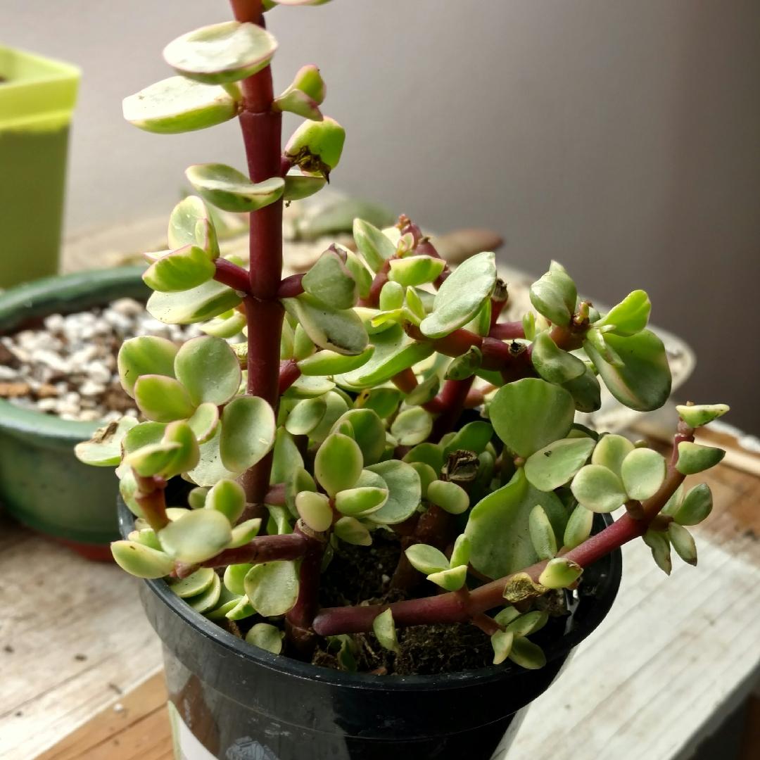 Portulacaria Assorted Variegated - View 17 from www redcrocus com