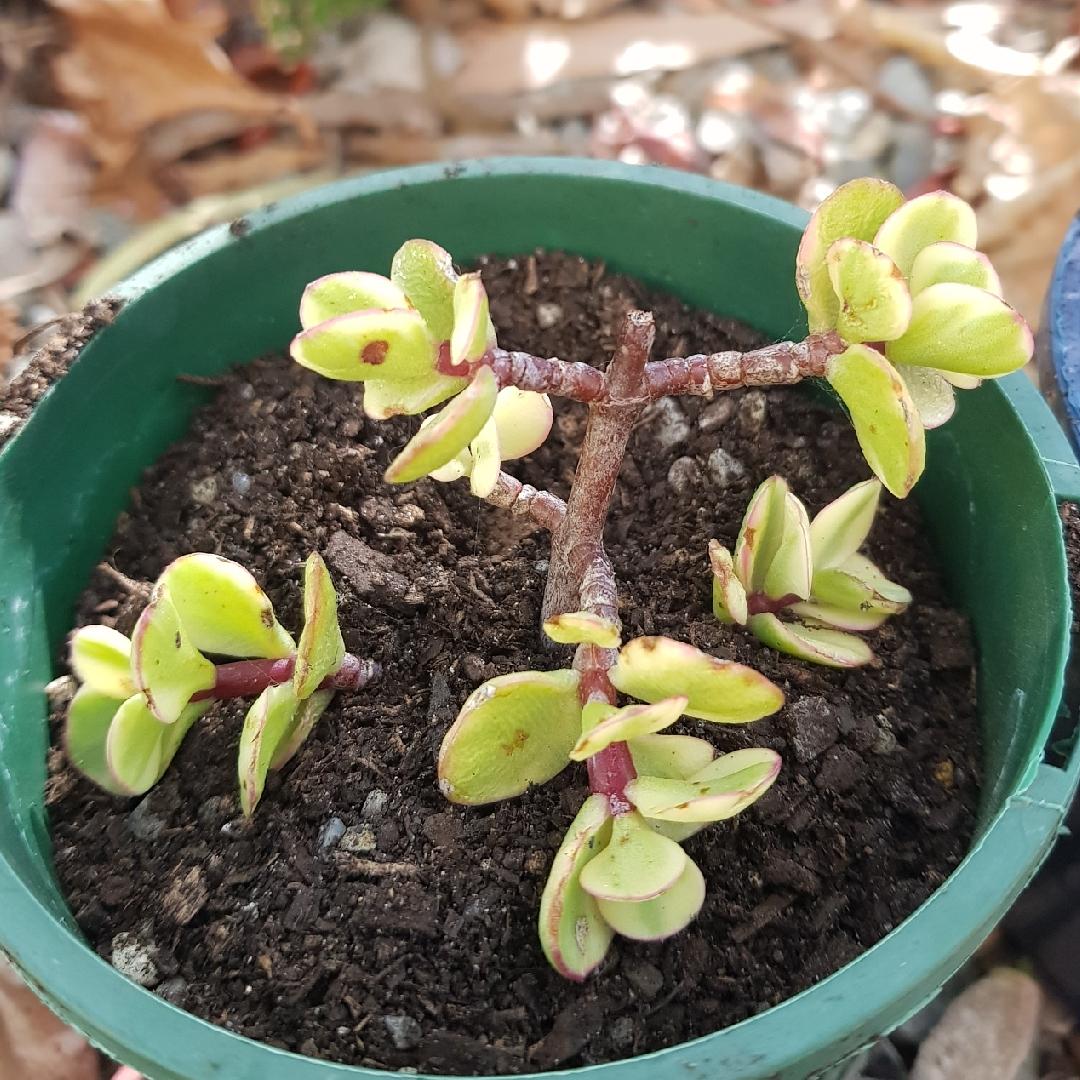 Portulacaria Assorted Variegated - View 18 from www redcrocus com