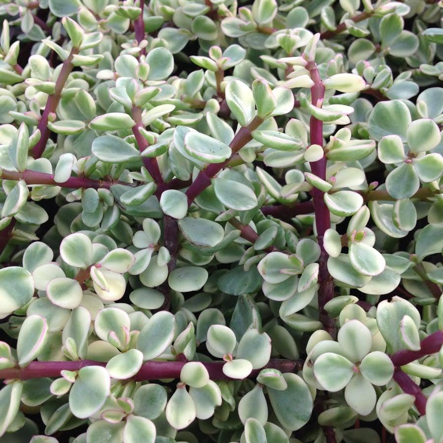 Portulacaria Assorted Variegated - View 19 from www redcrocus com