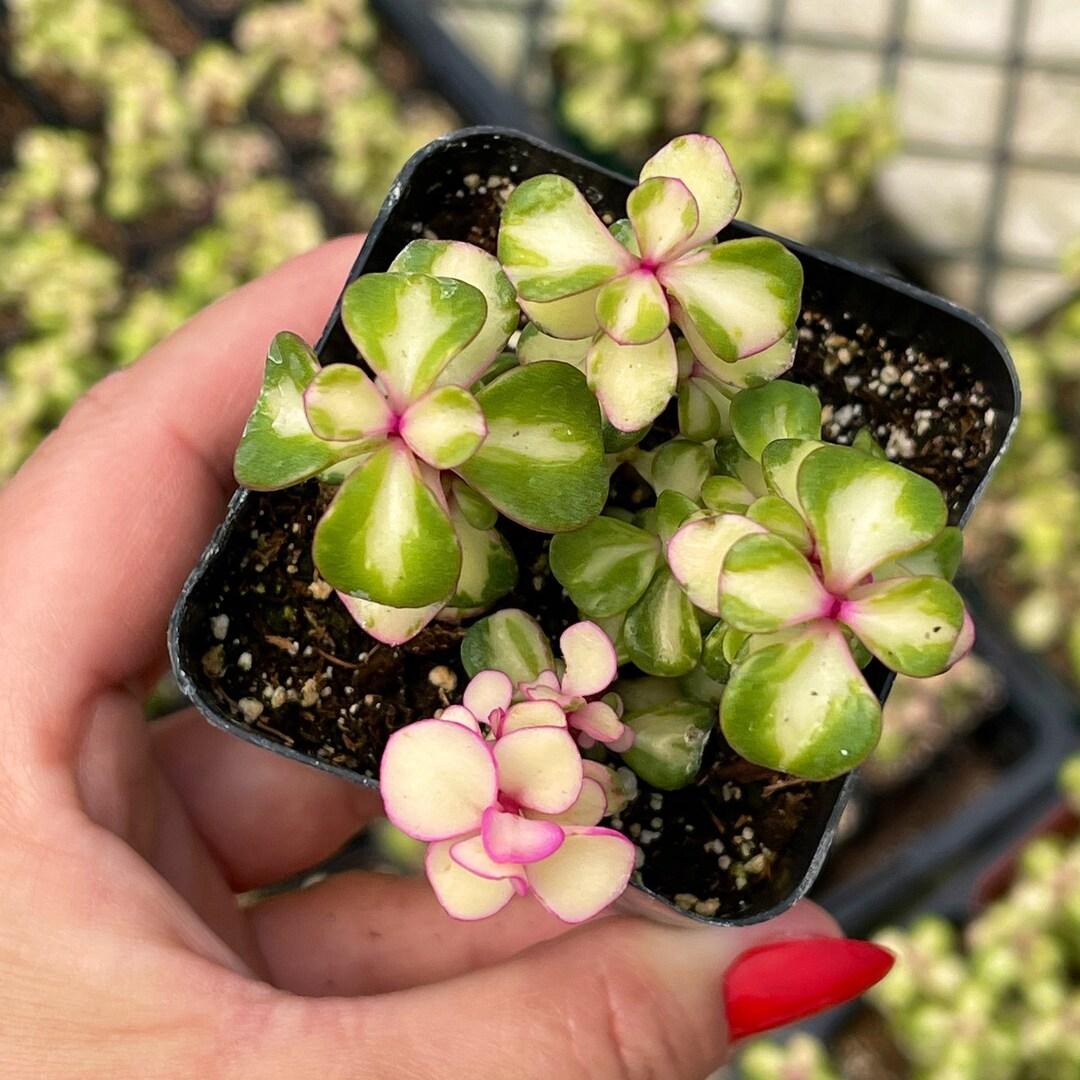 Portulacaria Assorted Variegated - View 3 from www redcrocus com