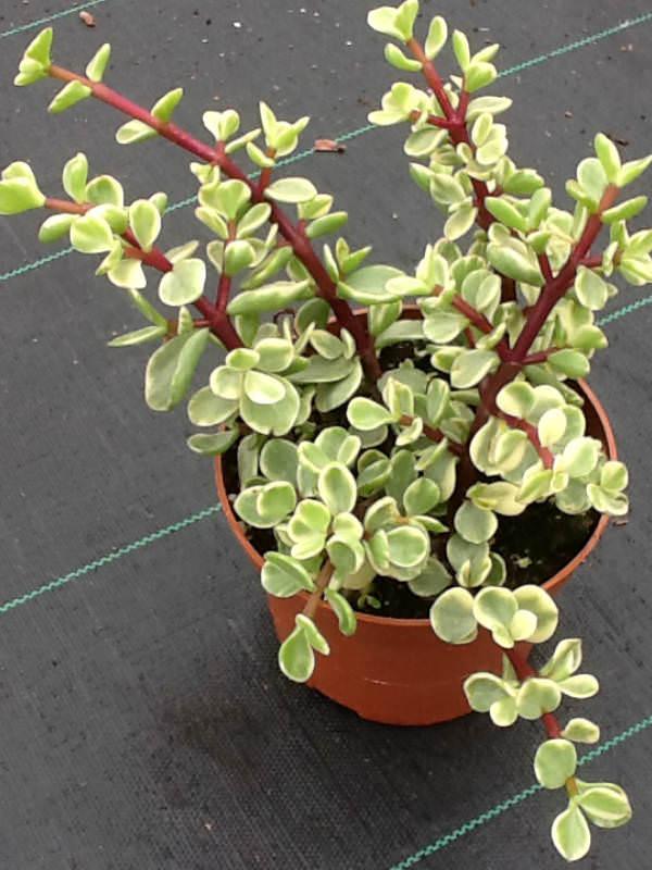 Portulacaria Assorted Variegated - View 5 from www redcrocus com