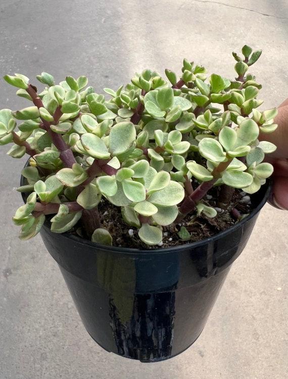 Portulacaria Assorted Variegated - View 7 from www redcrocus com