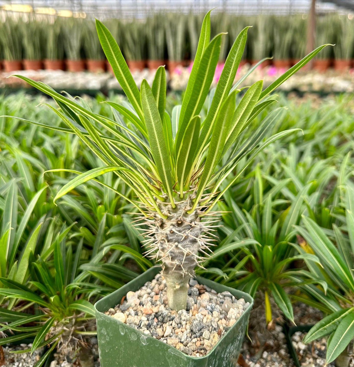Cactus, Pachypodium, Assorted - View 10 from www redcrocus com