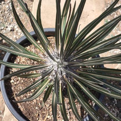Cactus, Pachypodium, Assorted - View 11 from www redcrocus com