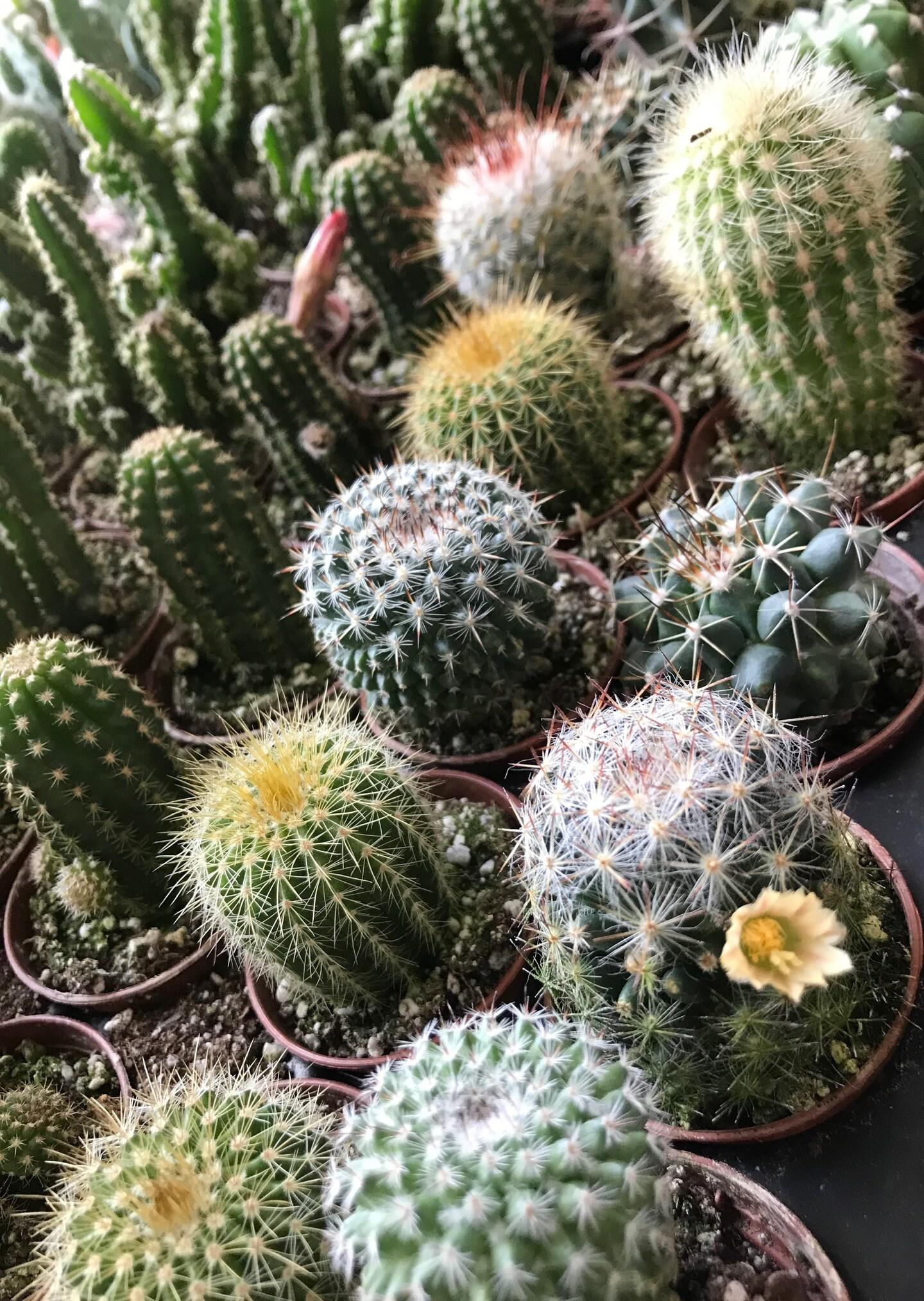 Cactus, Pachypodium, Assorted - View 15 from www redcrocus com