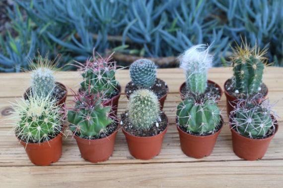 Cactus, Pachypodium, Assorted - View 2 from www redcrocus com