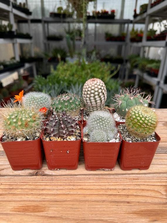 Cactus, Pachypodium, Assorted - View 3 from www redcrocus com