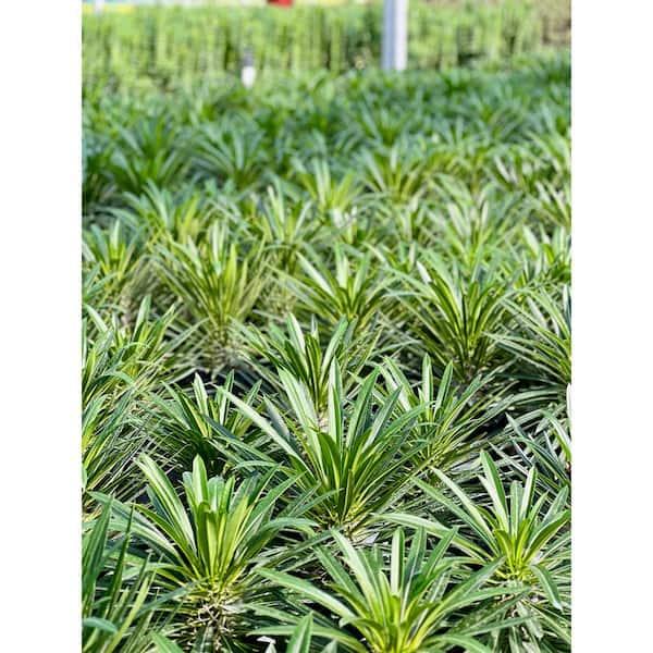 Cactus, Pachypodium, Assorted - View 4 from www redcrocus com