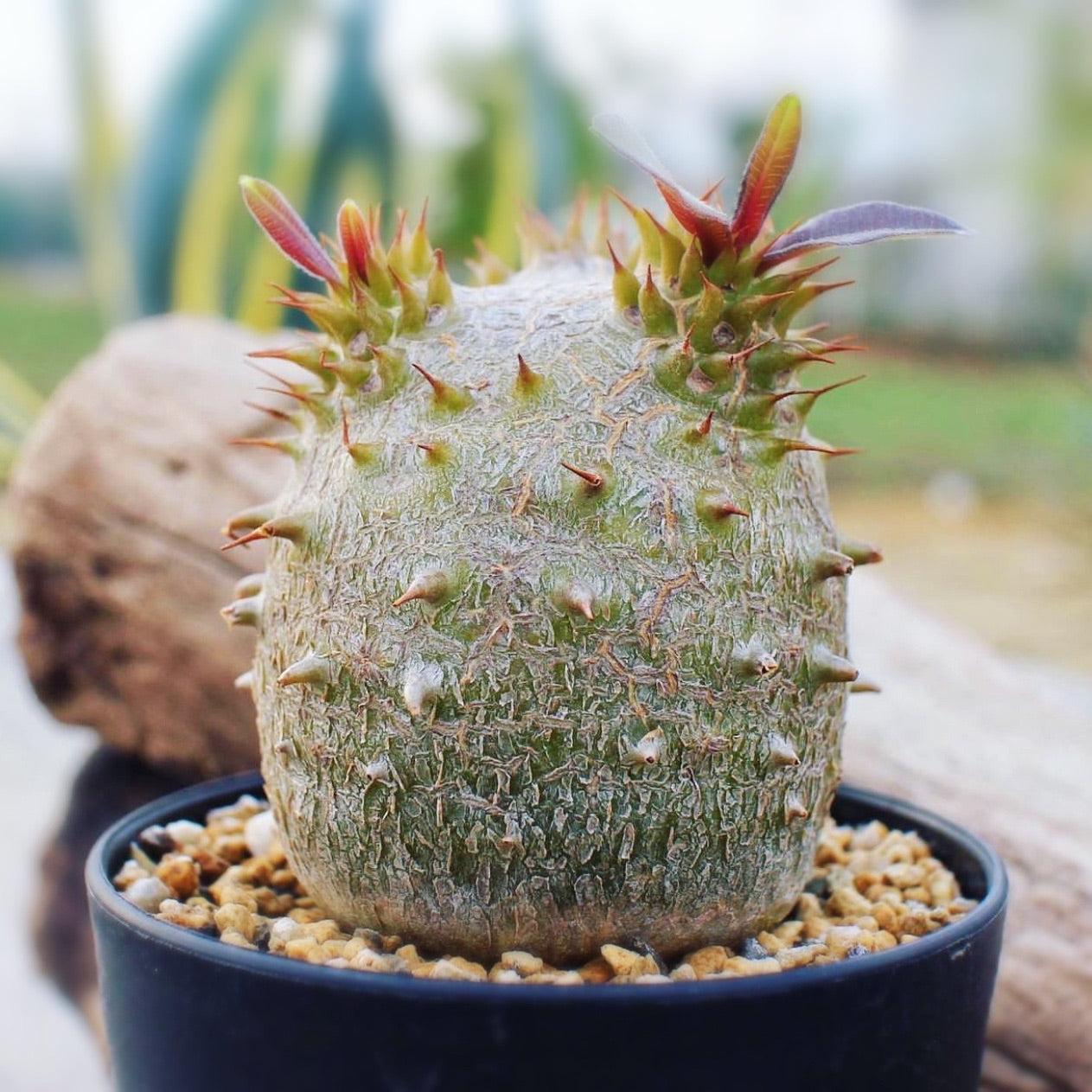 Cactus, Pachypodium, Assorted - View 5 from www redcrocus com