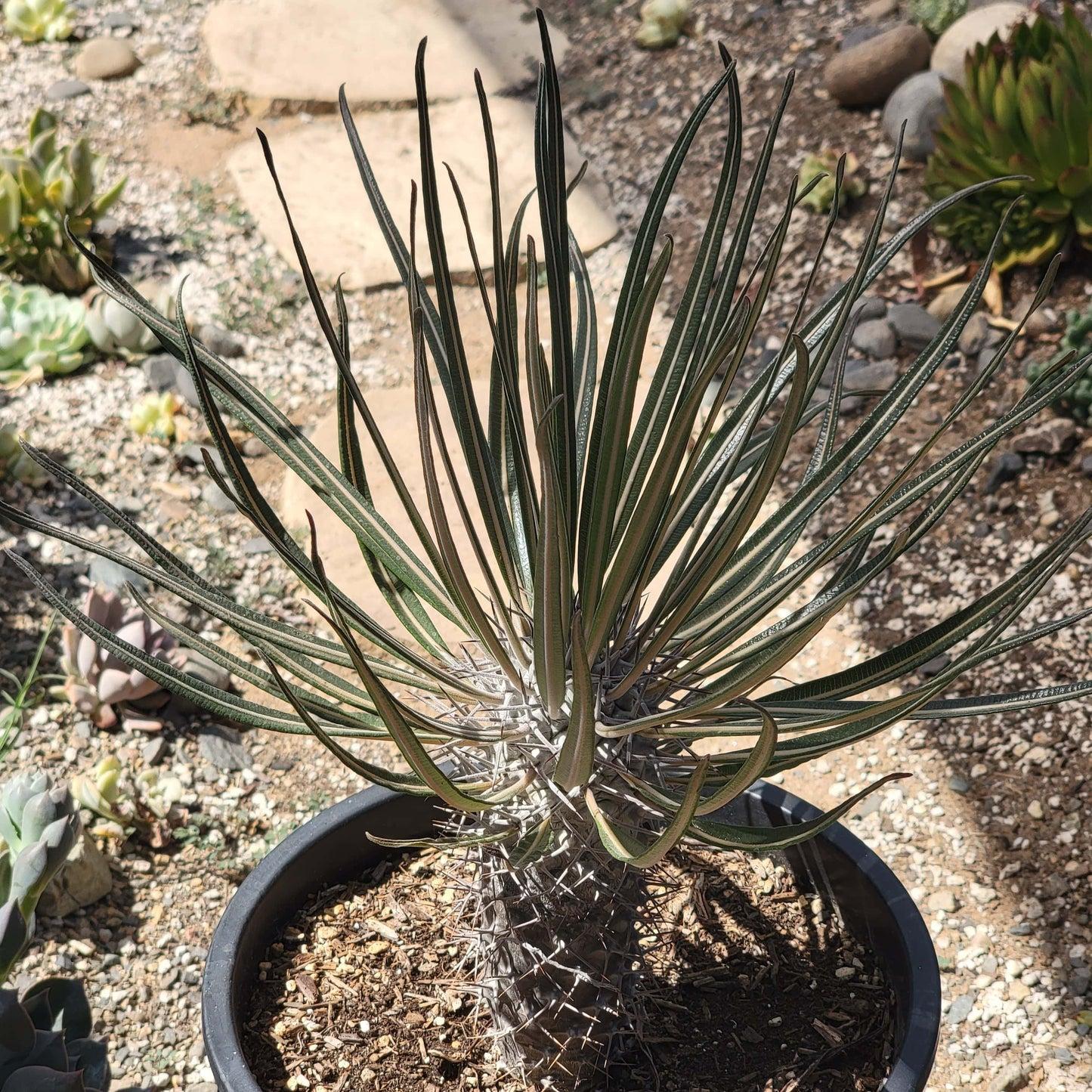 Cactus, Pachypodium, Assorted - View 6 from www redcrocus com
