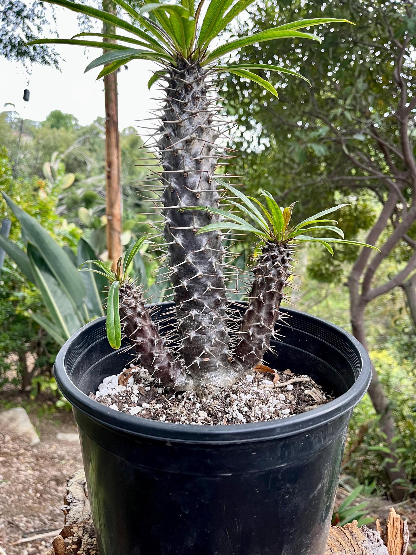 Cactus, Pachypodium, Assorted - View 7 from www redcrocus com