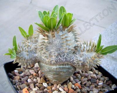 Cactus, Pachypodium, Assorted - View 9 from www redcrocus com