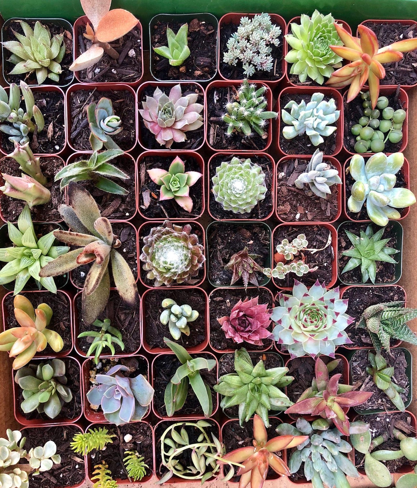 Succulent Assorted - View 10 from www redcrocus com