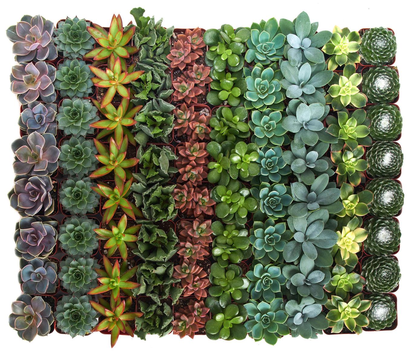 Succulent Assorted - View 14 from www redcrocus com