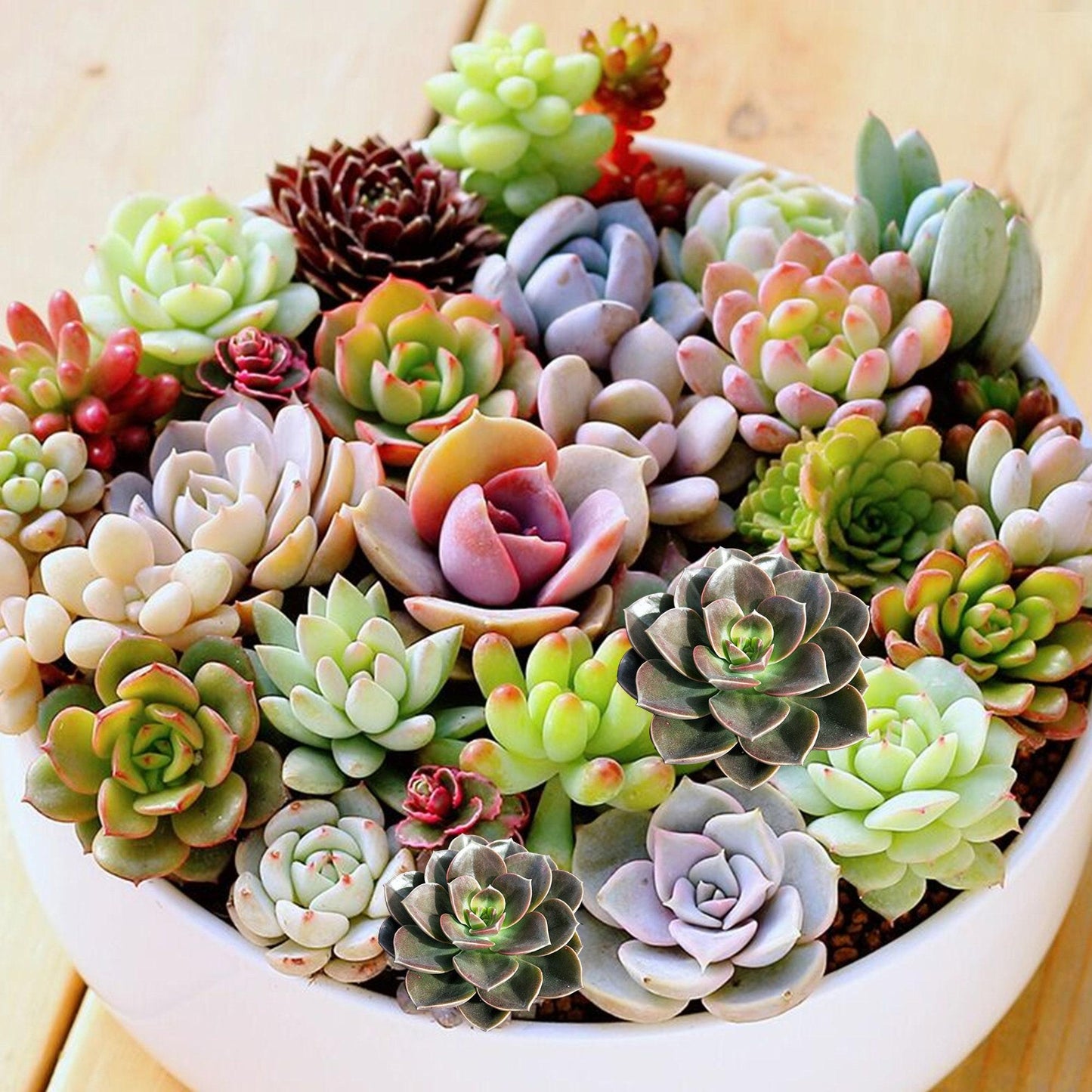 Succulent Assorted - View 1 from www redcrocus com