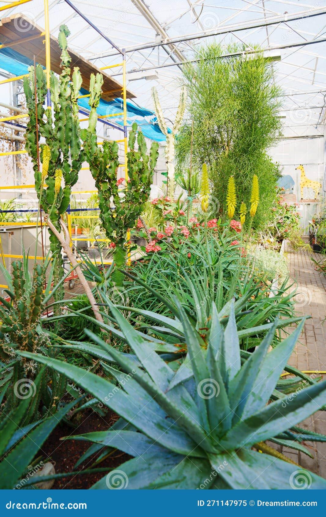Aloe Exotic Assorted - View 11 from www redcrocus com