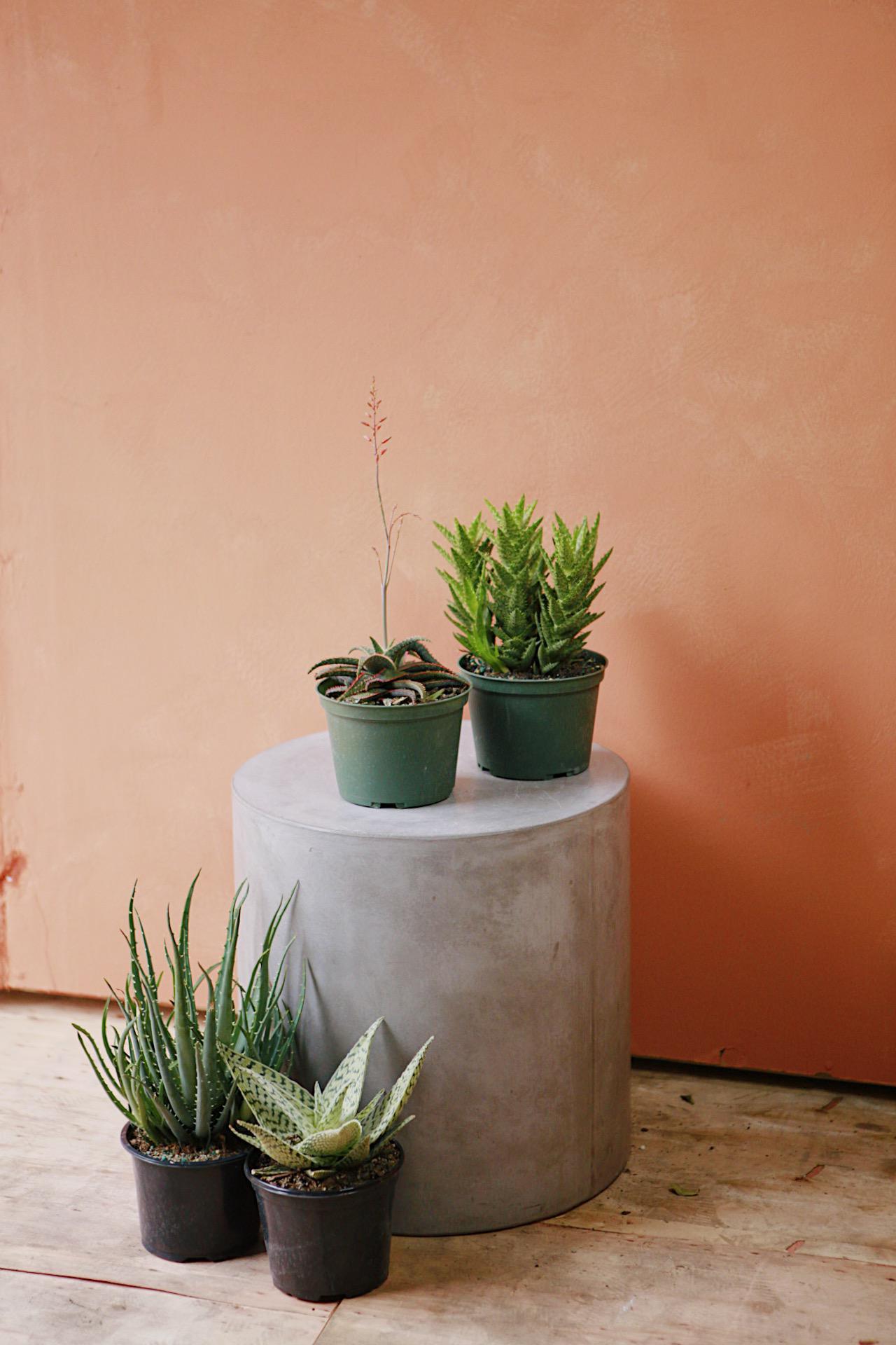 Aloe Exotic Assorted - View 13 from www redcrocus com